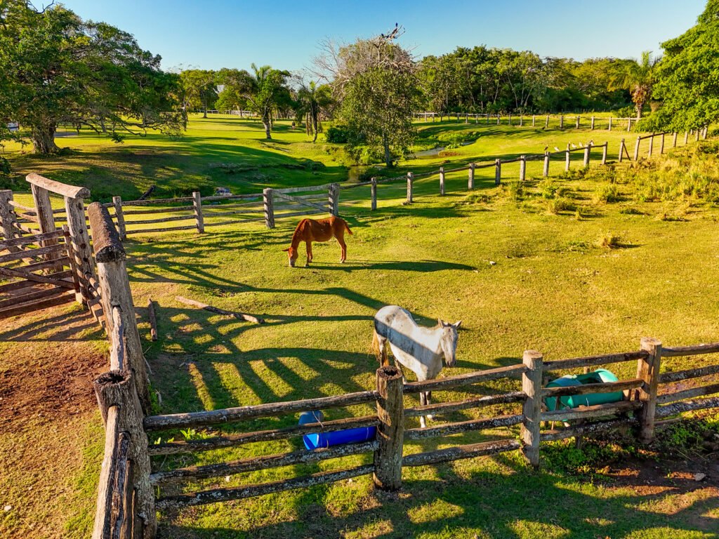 Cavalos da Fazenda Ceita Corê