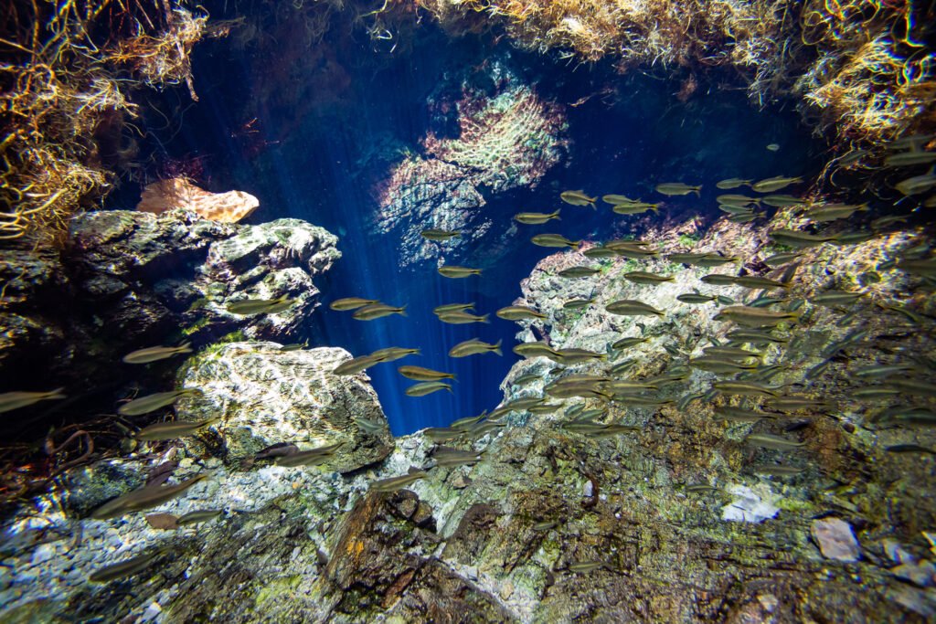 Peixes na água da nascente.