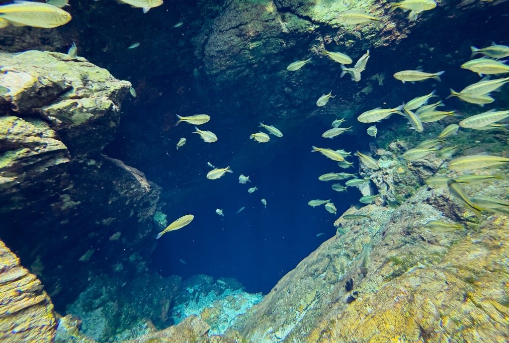 Peixes nadando nas águas cristalinas na Fazenda Ceita Corê.