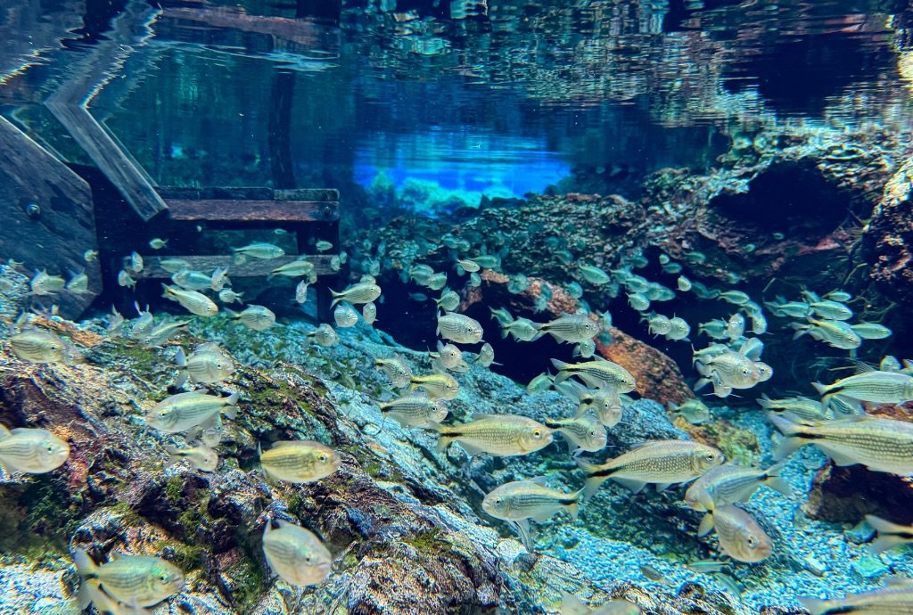 Peixes nadando em ambiente aquático.